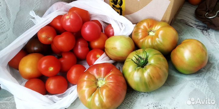 Продам помидоры
