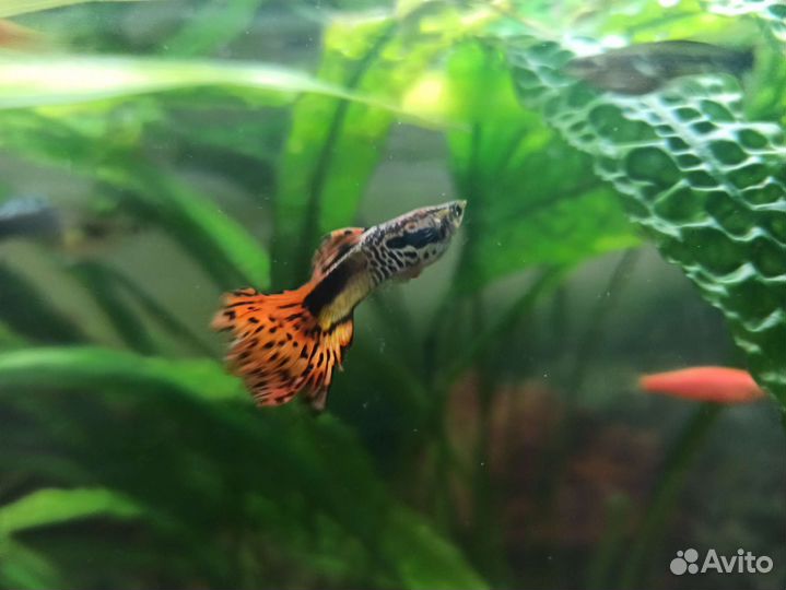 Гуппи драконовый