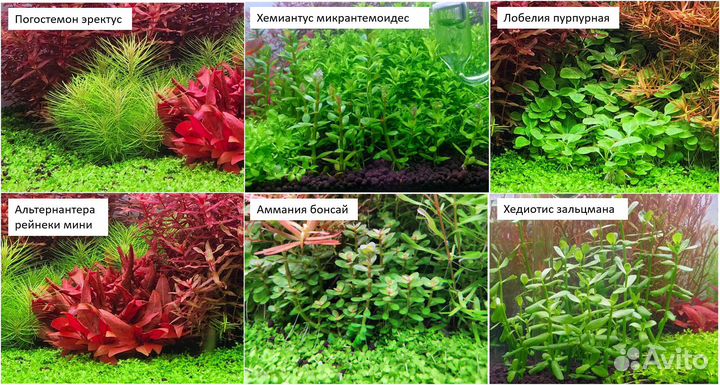 Растения для аквариума