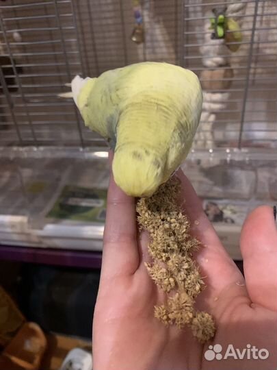 Передержка для попугаев