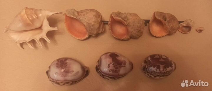 Морские ракушки