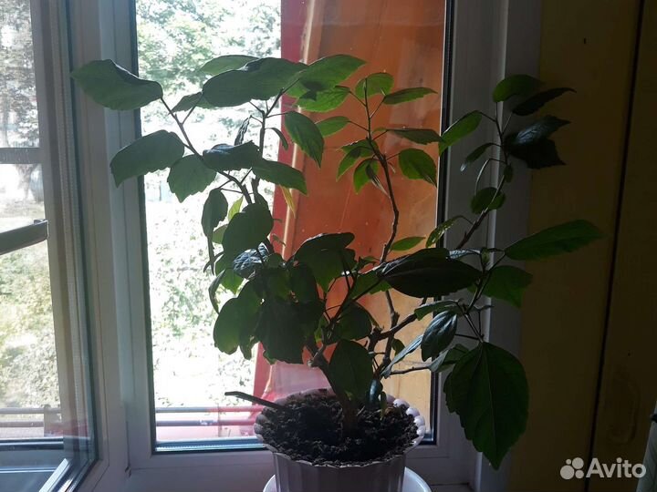 3 гибискуса пакетом