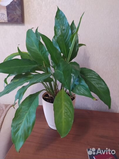 Спатифиллум