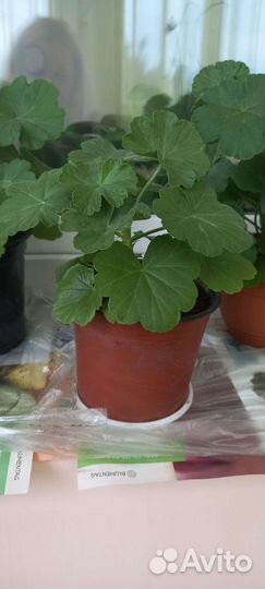 Пеларгония герань