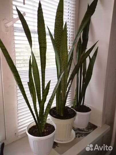 Сансевиерия щучий хвост
