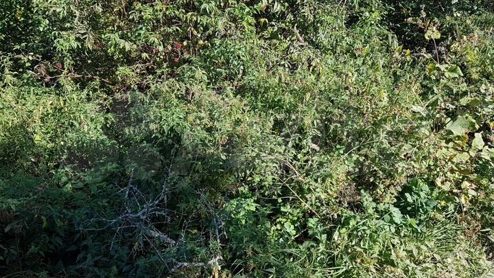 Участок 12 сот. (ИЖС)