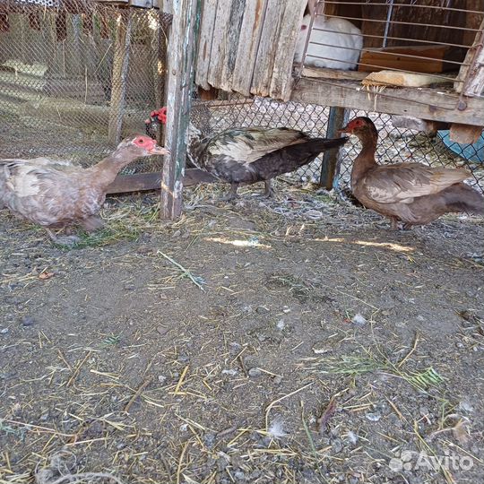 Утята тяжелой линии