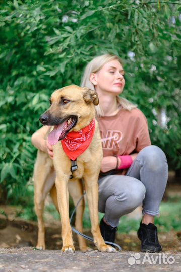 Лео ждет семью в приюте