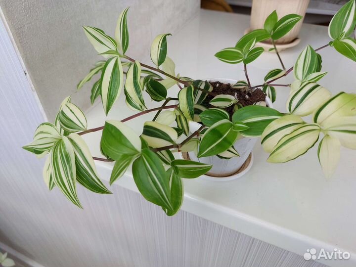 Традесканция