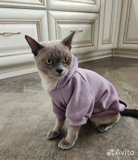 Бурманская кошка