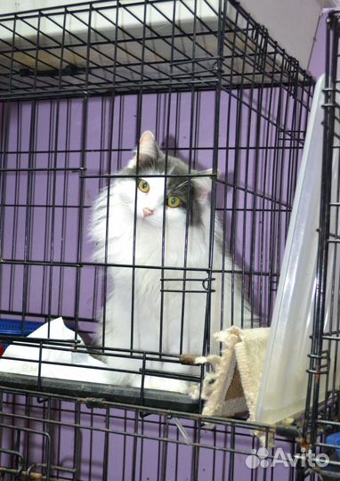 Пушистая кошечка