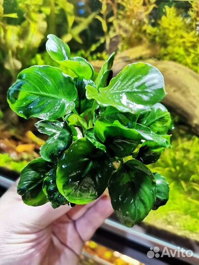 Аквариумные растения