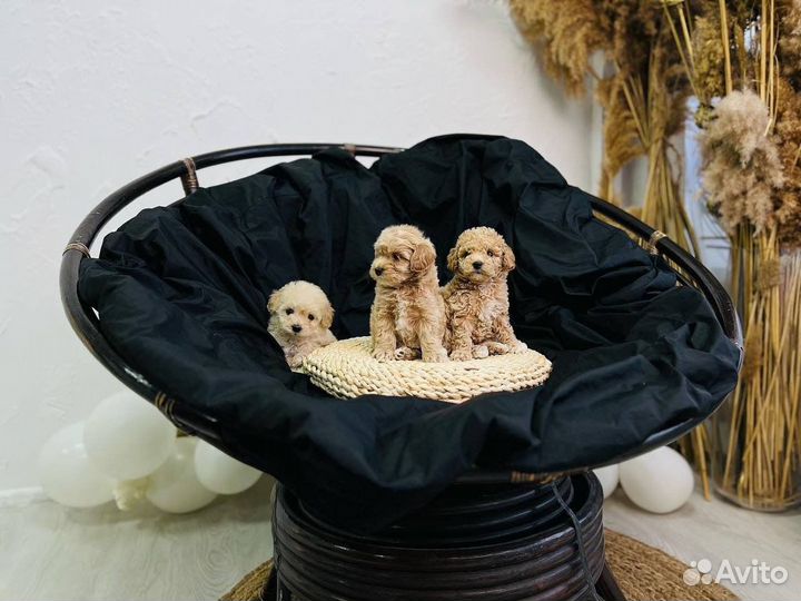 Мальтипу экстра мини девочки