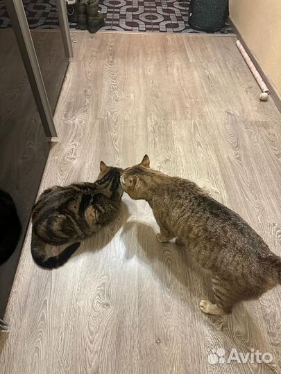 Британские котята