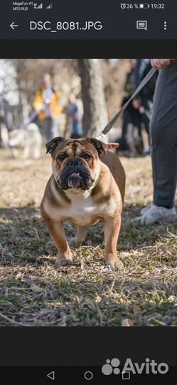 Английский бульдог вязка