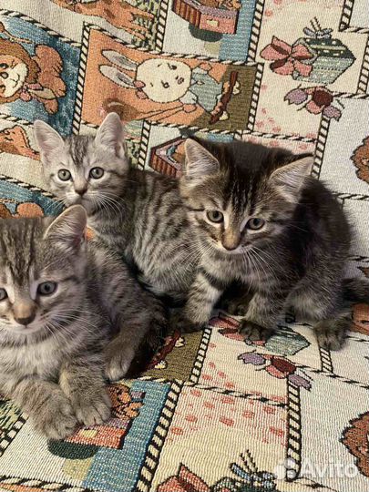 Шотландские котята