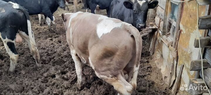 Быки живым весом