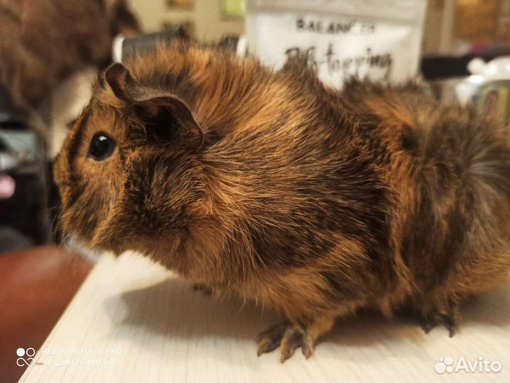 Морская свинка мальчики - Рожденные в Рождество