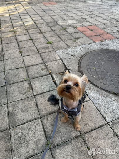 Самые лучшие малыши йорки