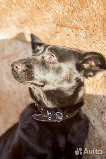 Трехлапочка Габби ждет чудо