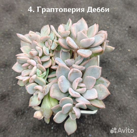 Суккуленты/ Эхеверия трампет пинки/ Садики