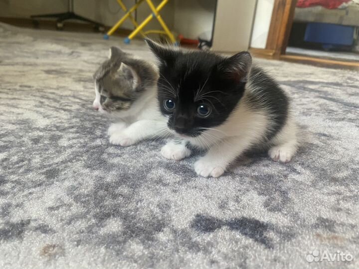 Отдам котят