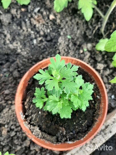 Хризантемы