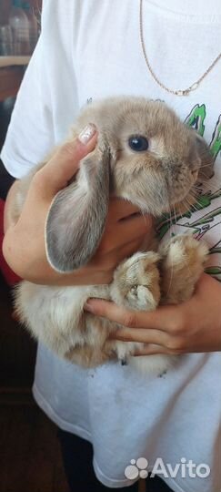 Декоративный карликовый вислоухий кролик