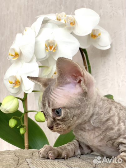 Котята девон-рекс