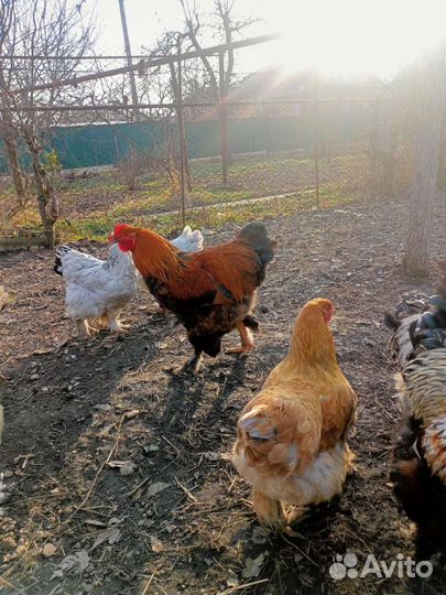 Куры и петухи брама