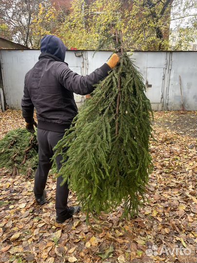 Лапник еловый для декораций