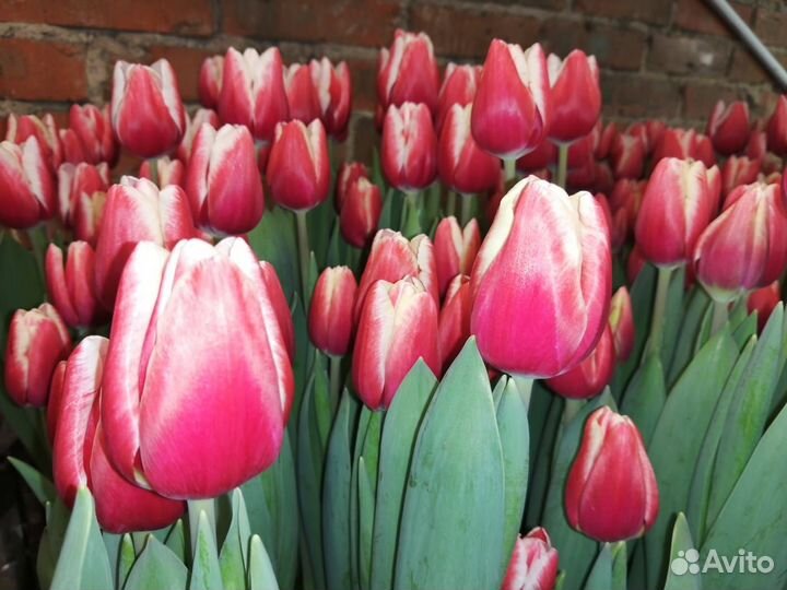 Тюльпаны к 8 марта