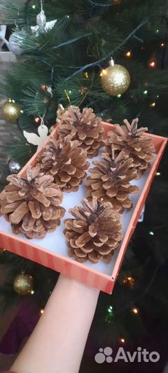 Крымская шишка набор