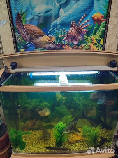 Аквариум