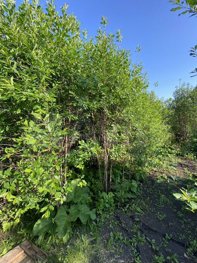 Дача 40 м² на участке 6 сот.