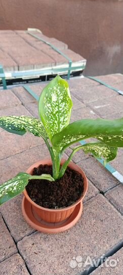 Диффенбахия