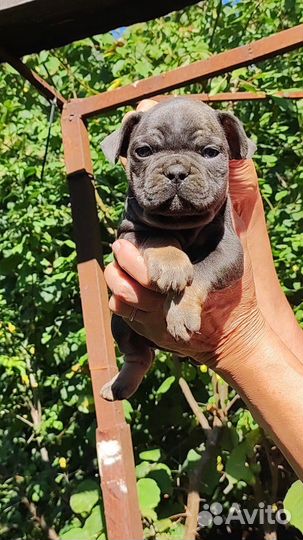 Мальчик голубой подпал в лиловую программу