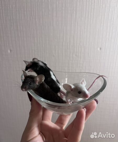 Кудрявые мышки