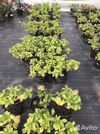 Гортензия крупнолистная