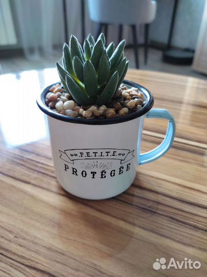 Декор суккулент в эмалированной кружке