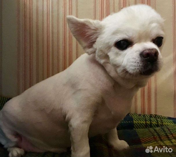 Стрижка кошек, тримминг, экспресс линька