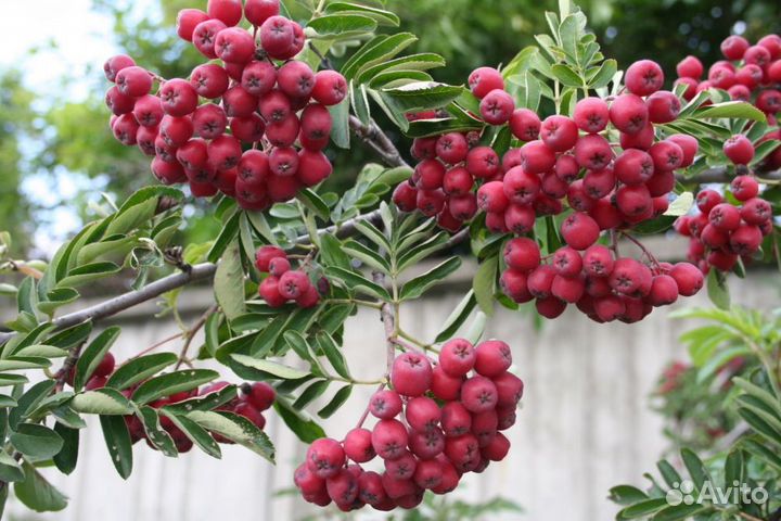 Рябина обыкновенная