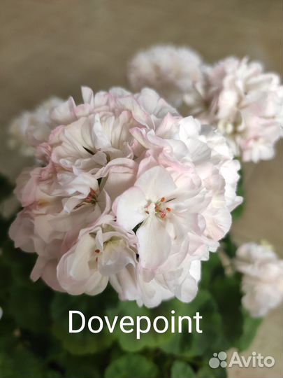 Пеларгония герань сортовая