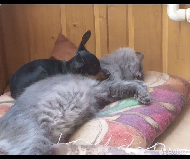 Пражский крысарик-миник