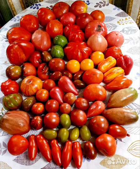 Семена коллекционных сортовых томатов