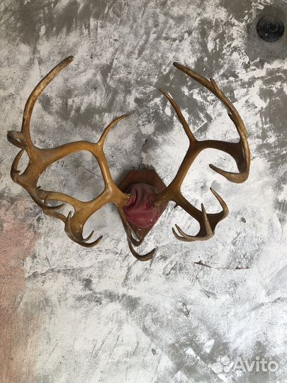 Рога оленя