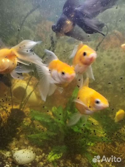 Украшение для аквариума