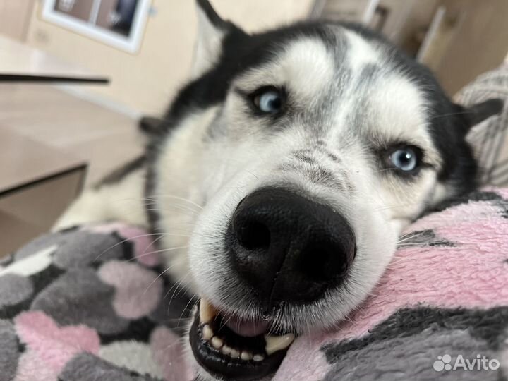 Сибирский хаски вязка