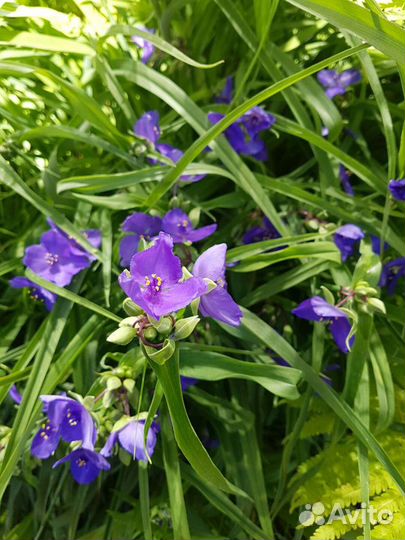 Традисканция садовая