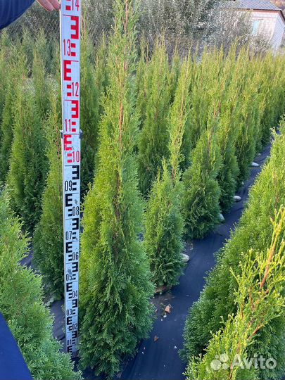 Туя смарагд